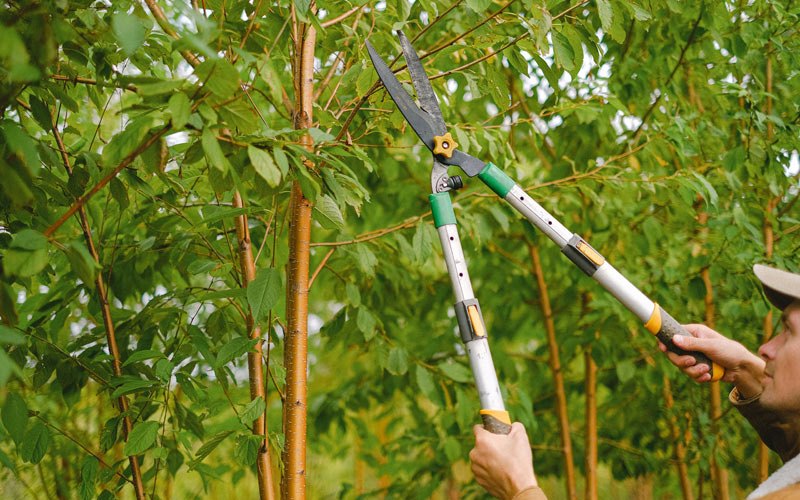 Tree trimming in Johnsburg, NY